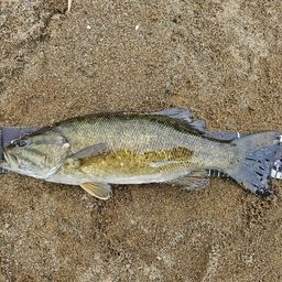 スモールマウスバス