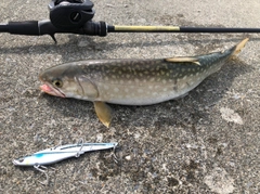 アメマスの釣果