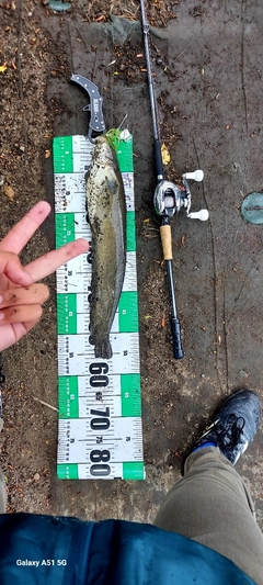 ニホンナマズの釣果