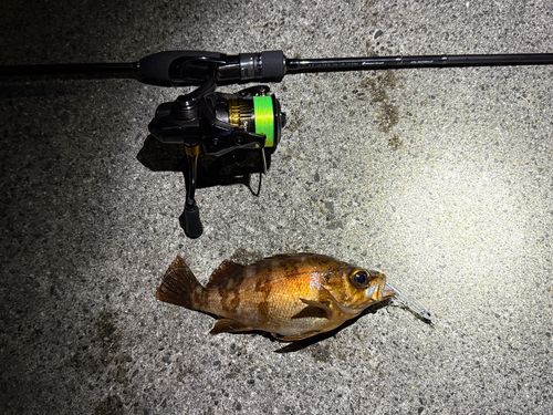 アカメバルの釣果