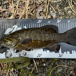 スモールマウスバス