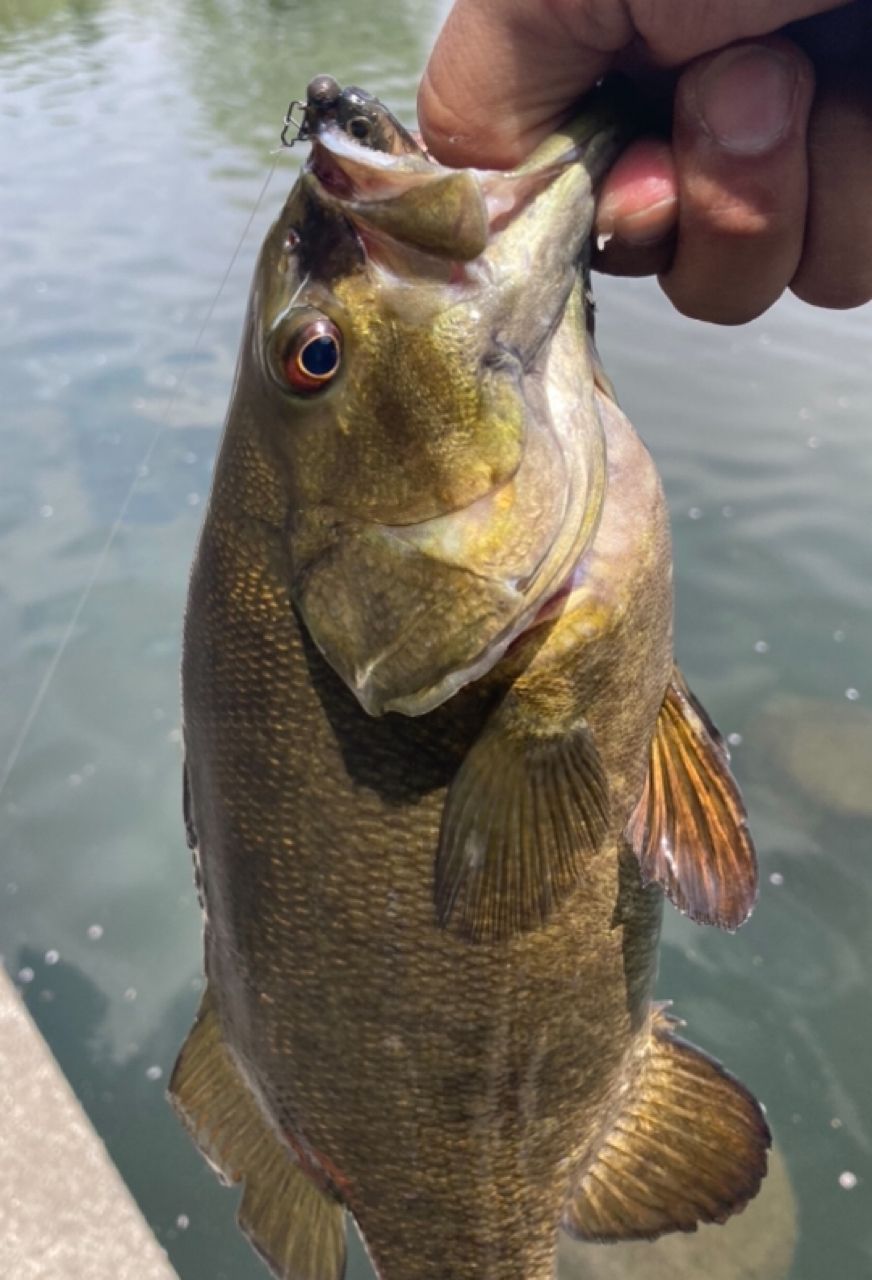 SHIMANO 21ゾディアス (パックロッド) S68ML-5の最安値・インプレ