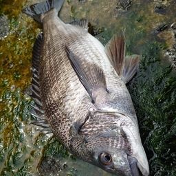 クロダイ