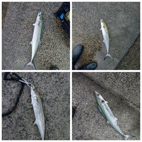 サゴシの釣果