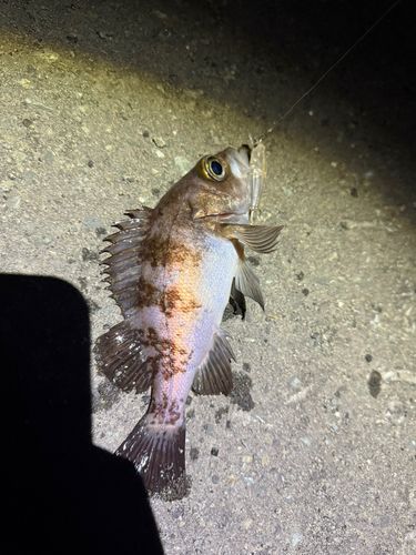 シロメバルの釣果