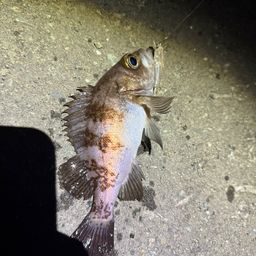 シロメバル