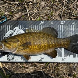 スモールマウスバス