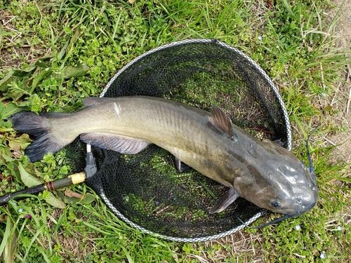 アメリカナマズ