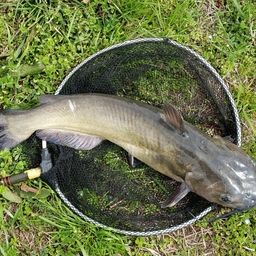 アメリカナマズ