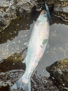 サクラマスの釣果