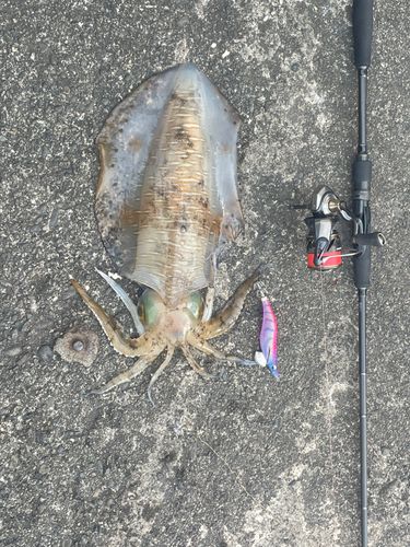 アオリイカの釣果
