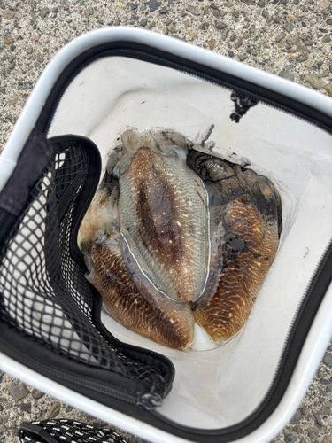 コウイカの釣果