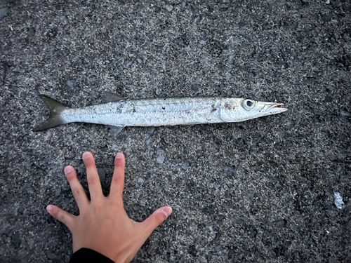 カマスの釣果