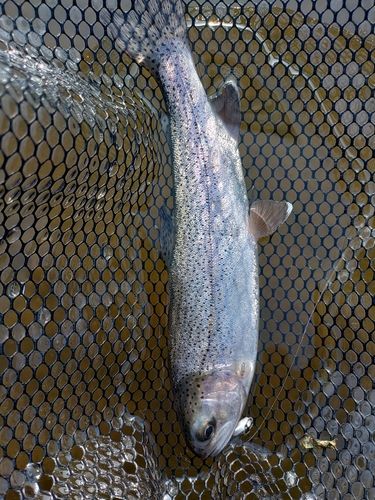 ニジマスの釣果