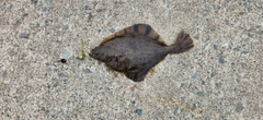 ヌマガレイの釣果
