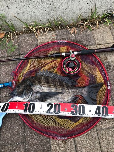 チヌの釣果