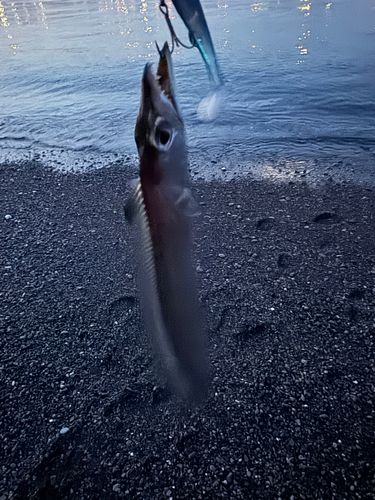 タチウオの釣果