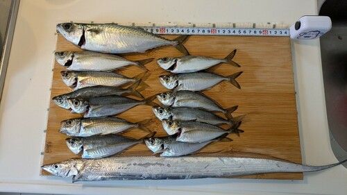 アジの釣果