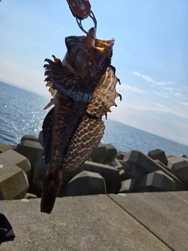 ニジカジカの釣果