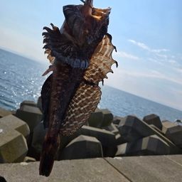 ニジカジカ