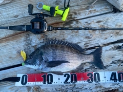 チヌの釣果
