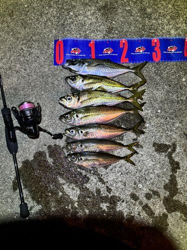 マアジの釣果