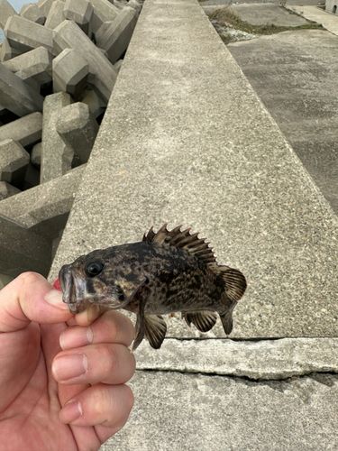 釣果