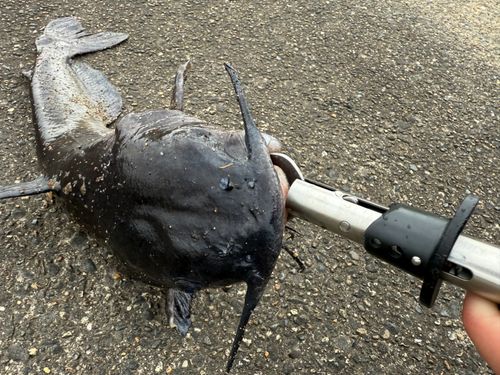 アメリカンキャットフィッシュ