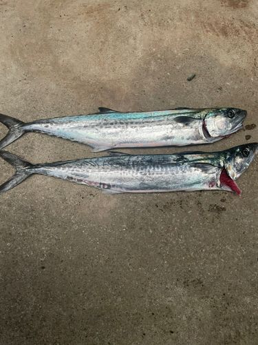 サゴシの釣果