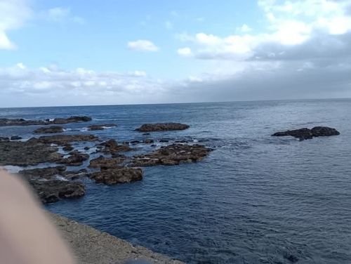 タラの釣果