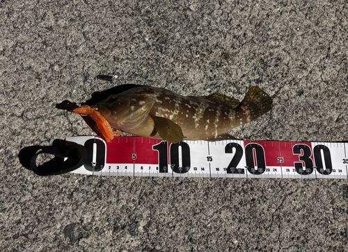 アコウの釣果