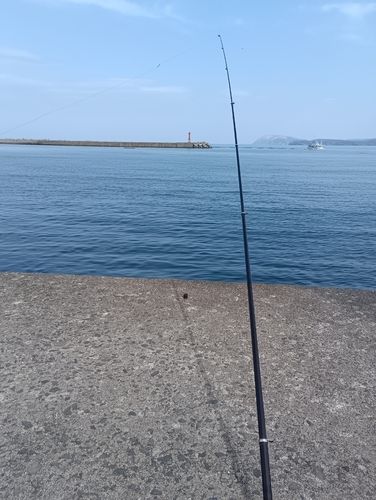 カワガレイの釣果