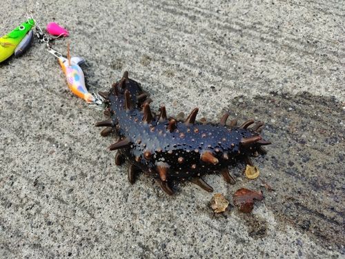 ナマコの釣果