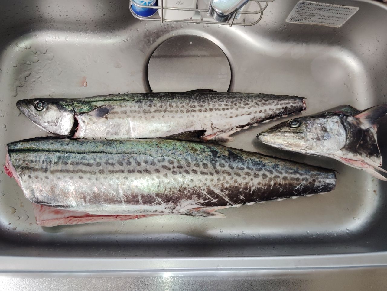 サワラ