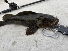 アイナメの釣果
