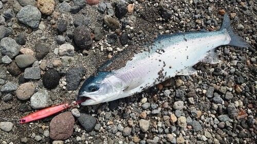 ニジマスの釣果