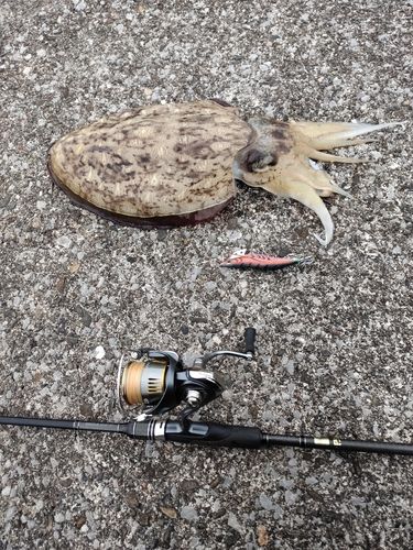 コウイカの釣果