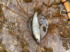 アマゴの釣果