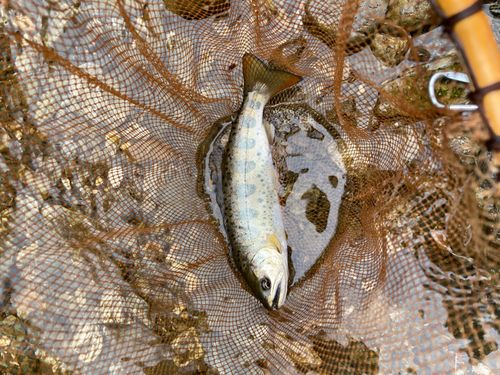 アマゴの釣果