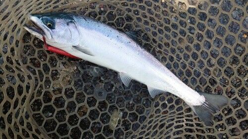 サクラマスの釣果