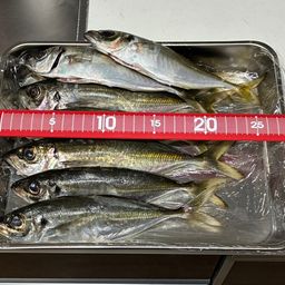 アジ