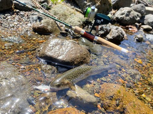 イワナの釣果