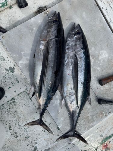 ビンチョウマグロの釣果