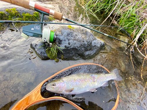 ニジマスの釣果