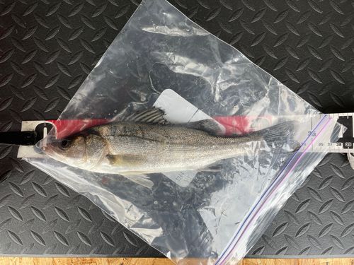 セイゴ（マルスズキ）の釣果