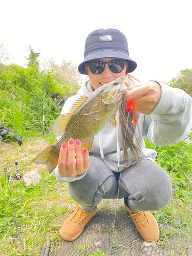 スモールマウスバスの釣果