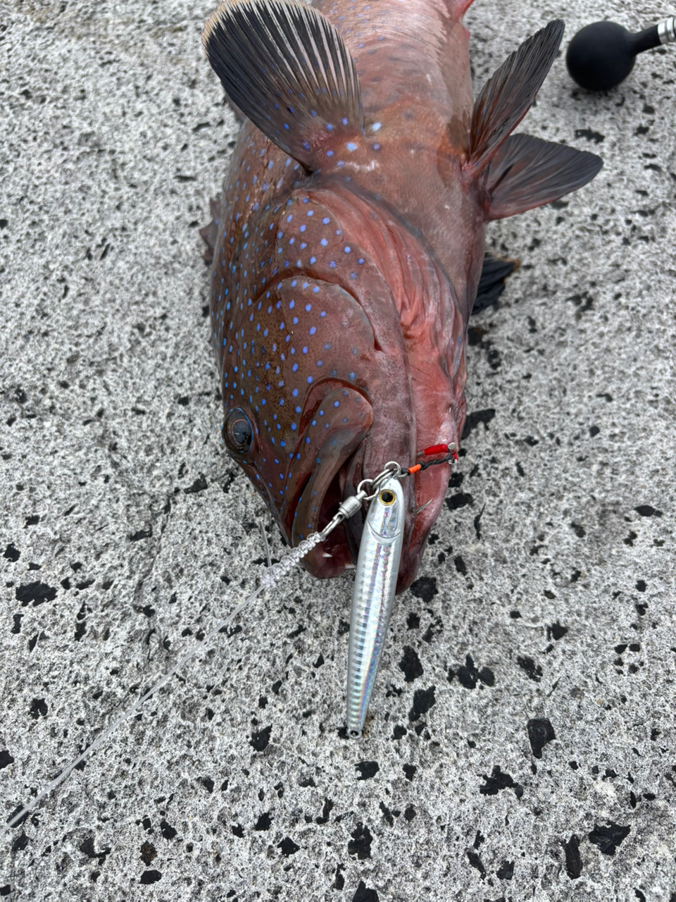 DAIWA 21セルテート SW 14000-XHの最安値・インプレ・釣果 DAIWA 21セルテート SW 14000-XHの最安値・インプレ・釣果