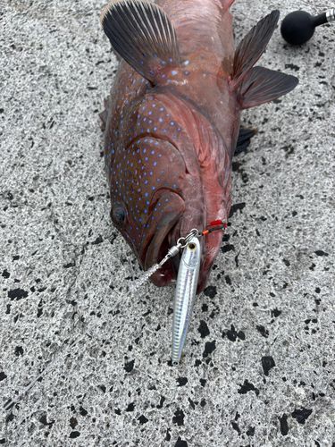 コクハンアラの釣果