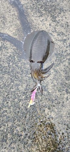 アオリイカの釣果