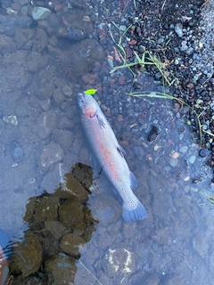 ニジマスの釣果